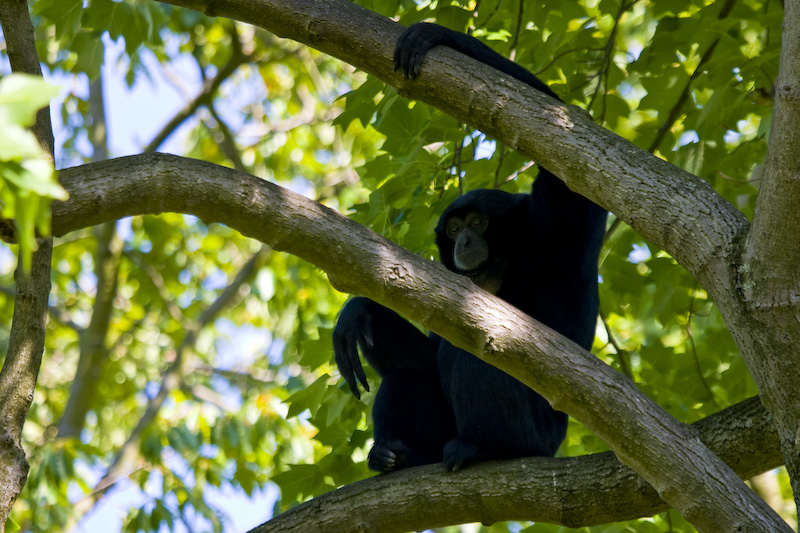 Siamang (Captive) In Tree